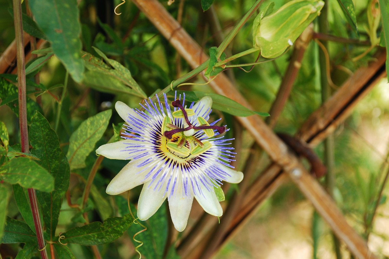 Blaue Passionsblume mit Strahlenkranz