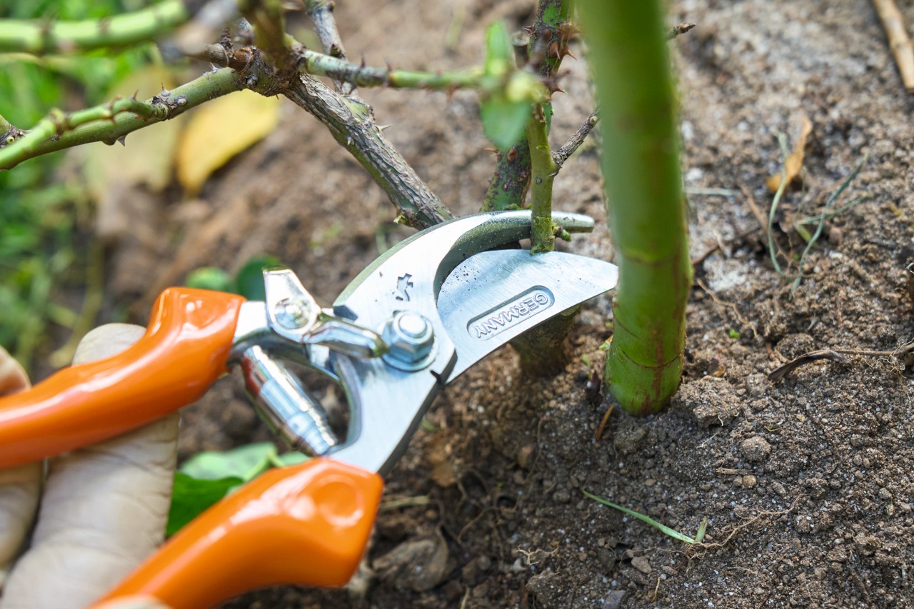 Mithilfe einer STIHL Gartenschere werden schwache Triebe gekürzt