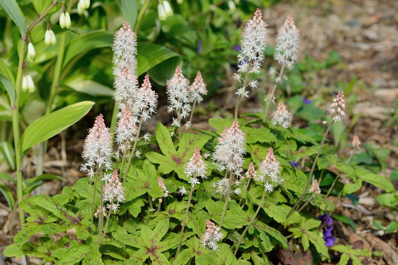 Üppig blühende Schaumblüte
