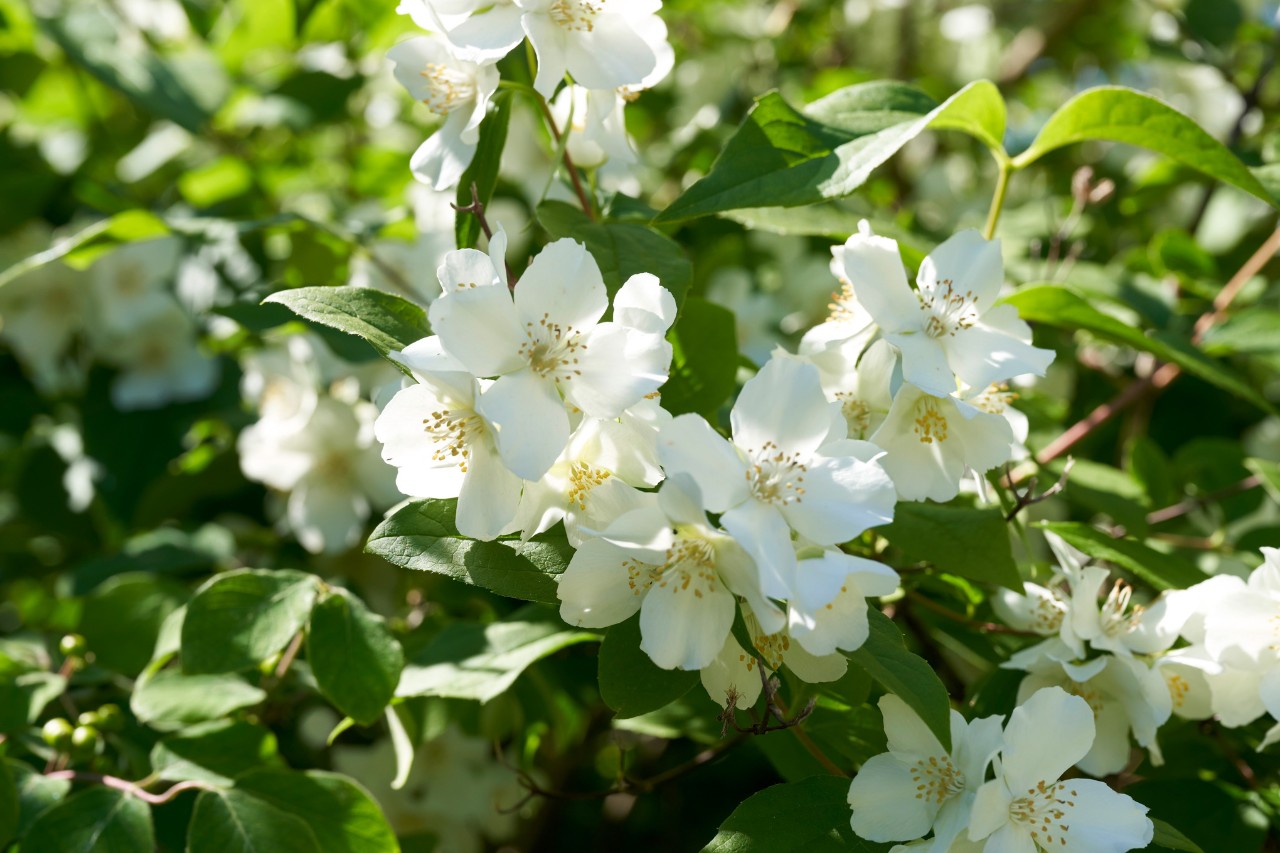 Weiß blühender Europäischer Pfeifenstrauch auf einem Gartengrundstück