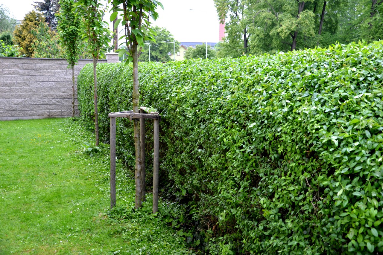 Schwarzgrüner Liguster an einem Rasen, davor junge Bäume