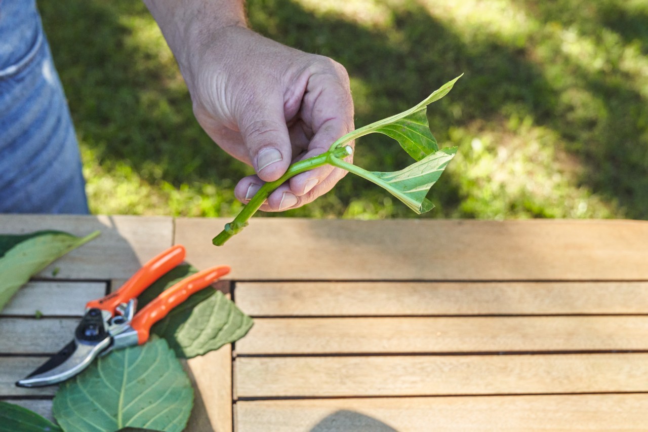 Nahaufnahme eines Stecklings, den jemand über einem Gartentisch zwischen den Fingern hält, auf dem Tisch eine Gartenschere und abgeschnittene Blätter 