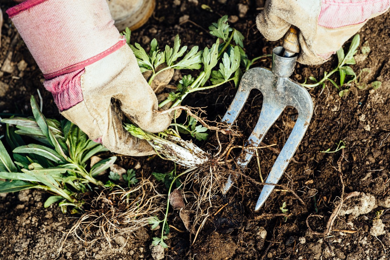 Person mit Handschuhen entfernt Unkraut aus der Erde mit Hilfe von Gartenwerkzeug