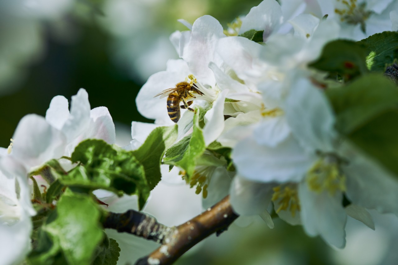  Nahaufnahme einer Biene auf weißer Blüte