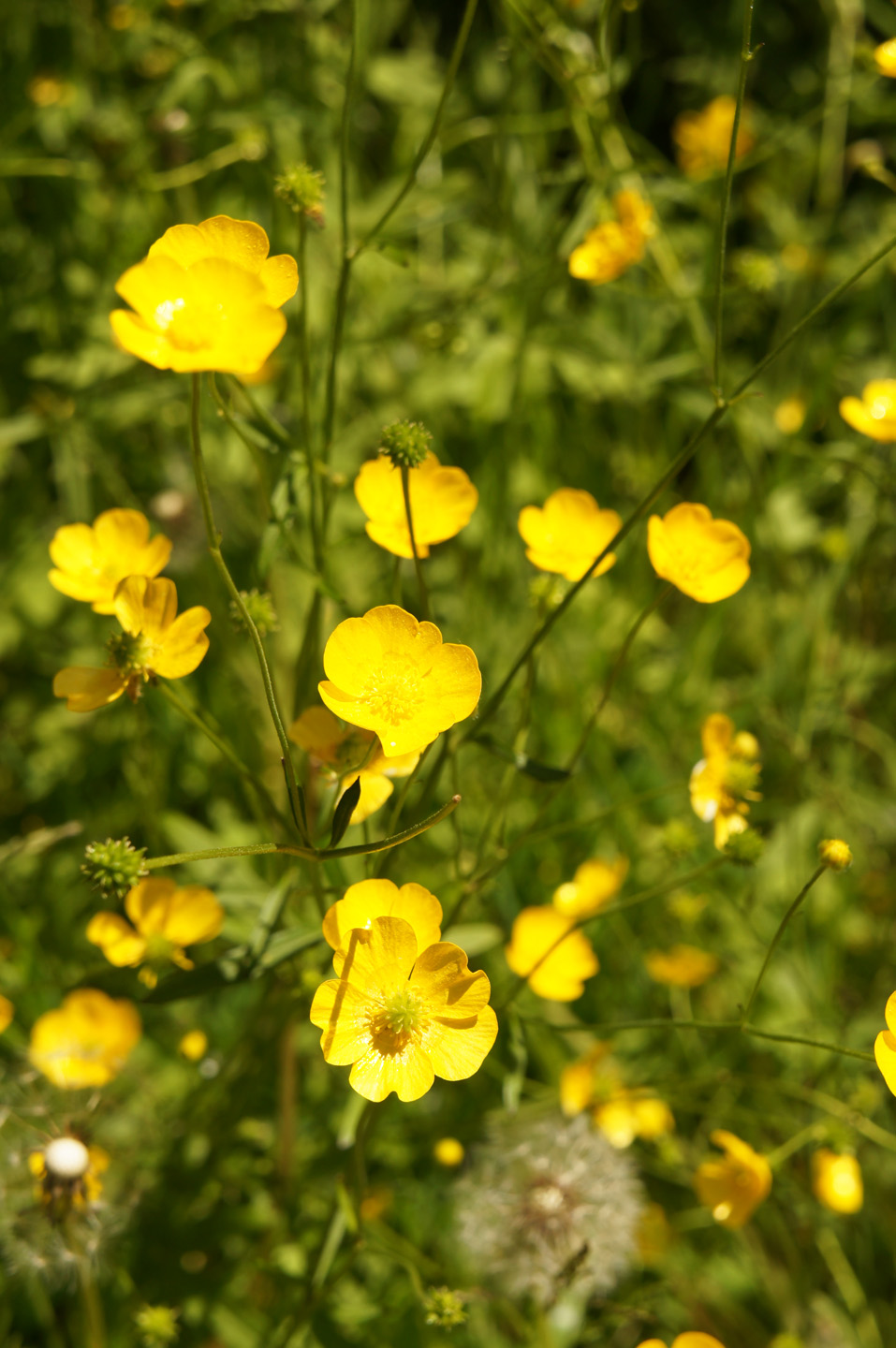 Nahaufnahme: Hahnenfuß, auch Butterblume genannt