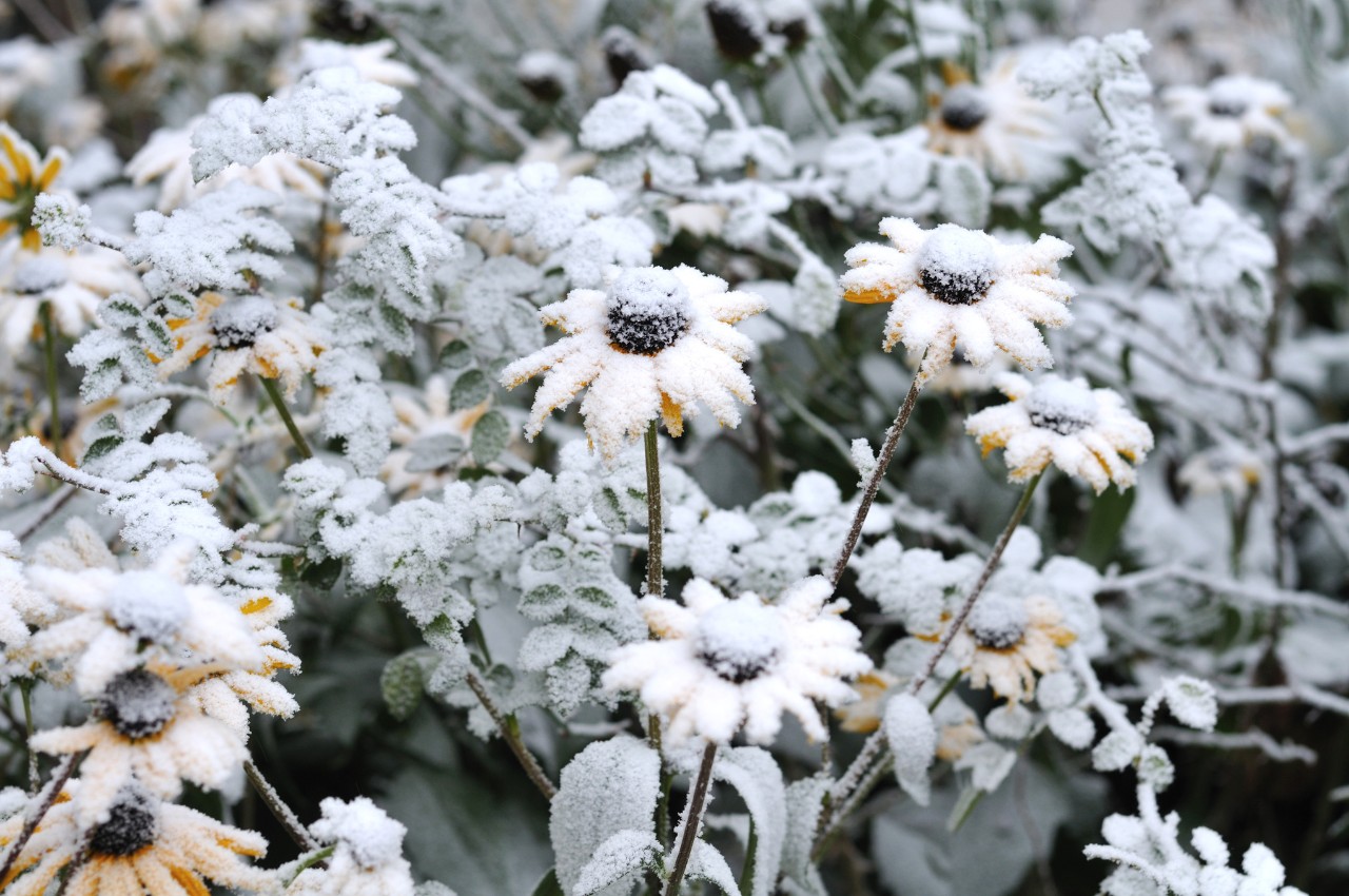 Gelbe Blumen, von Schnee überzuckert