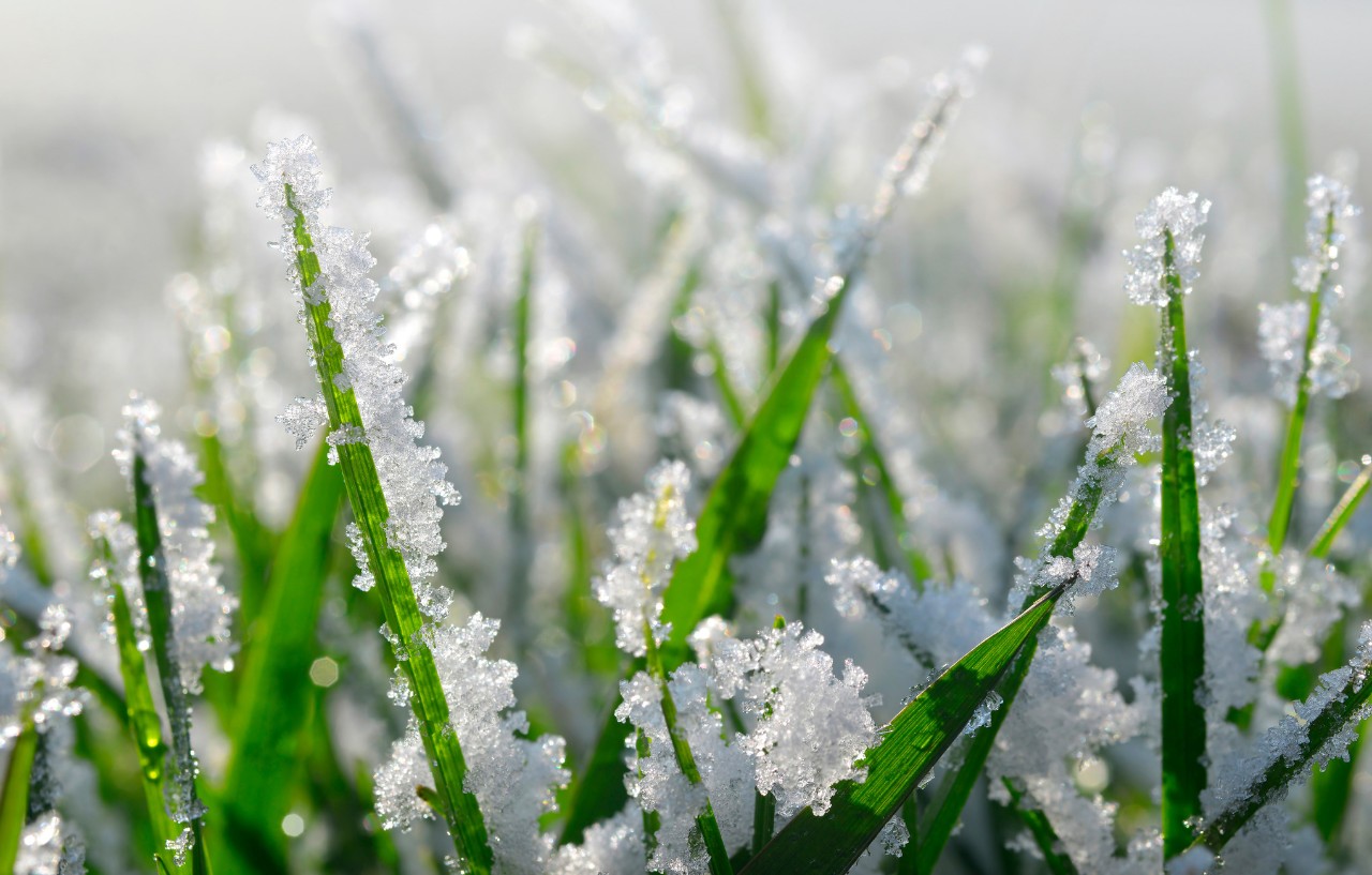Nahaufnahme Grasspitzen unter Schneekristallen