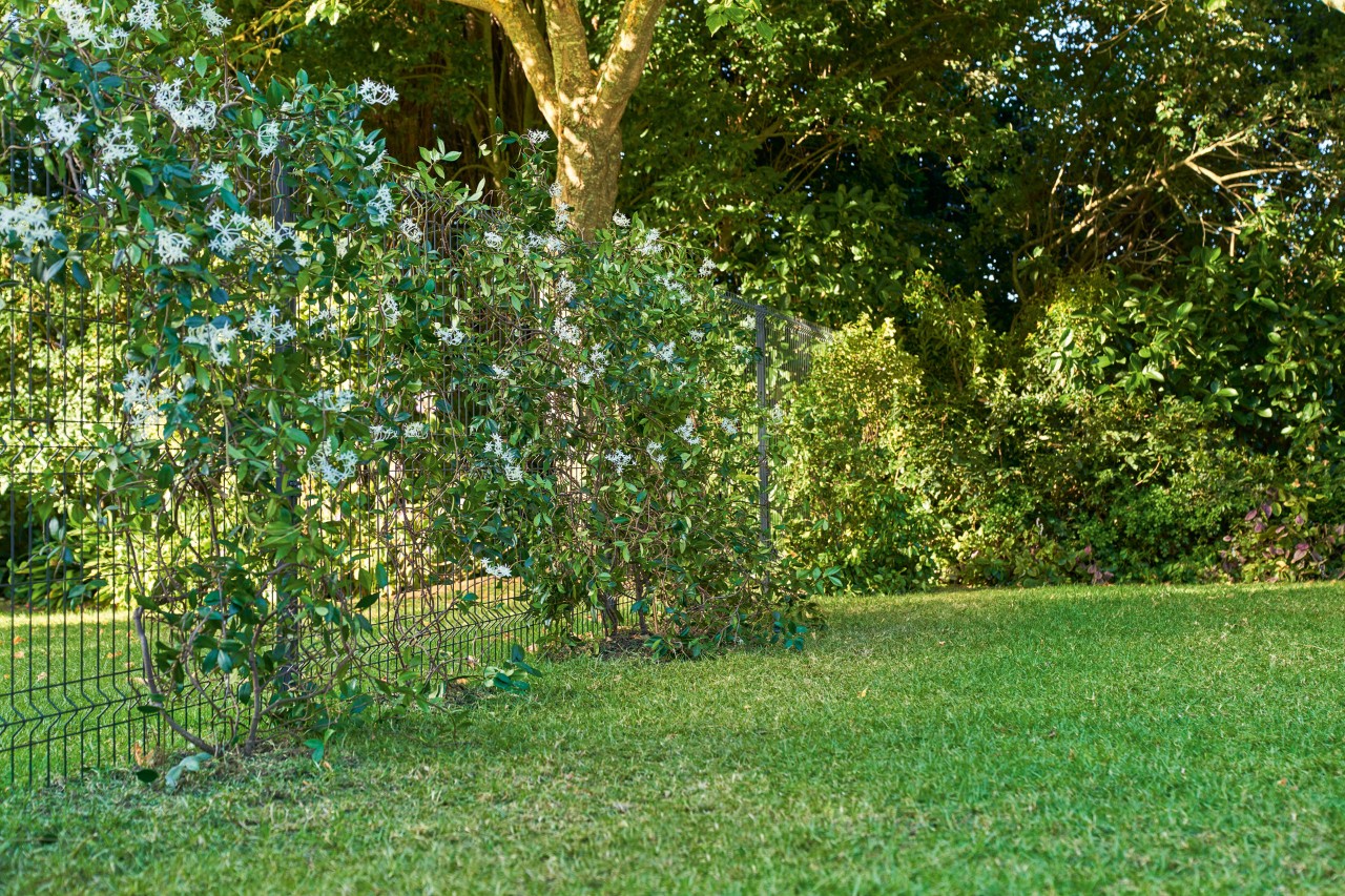 Gartengrundstück mit einem Kletterpflanzen am Zaun für Sichtschutz