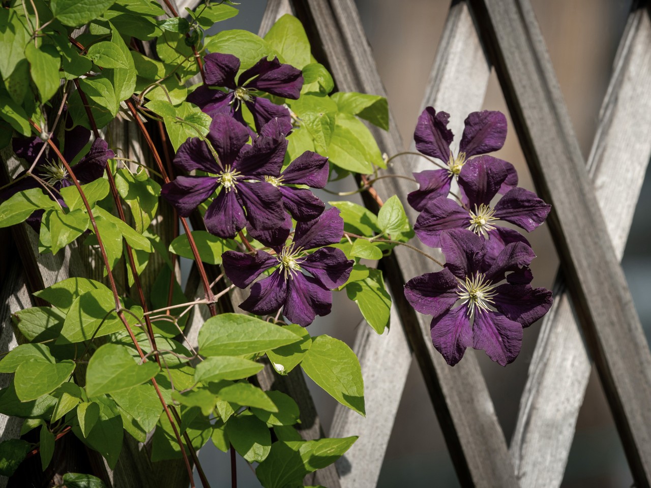 Blühende Clematis als Kletterpflanzen am Zaun