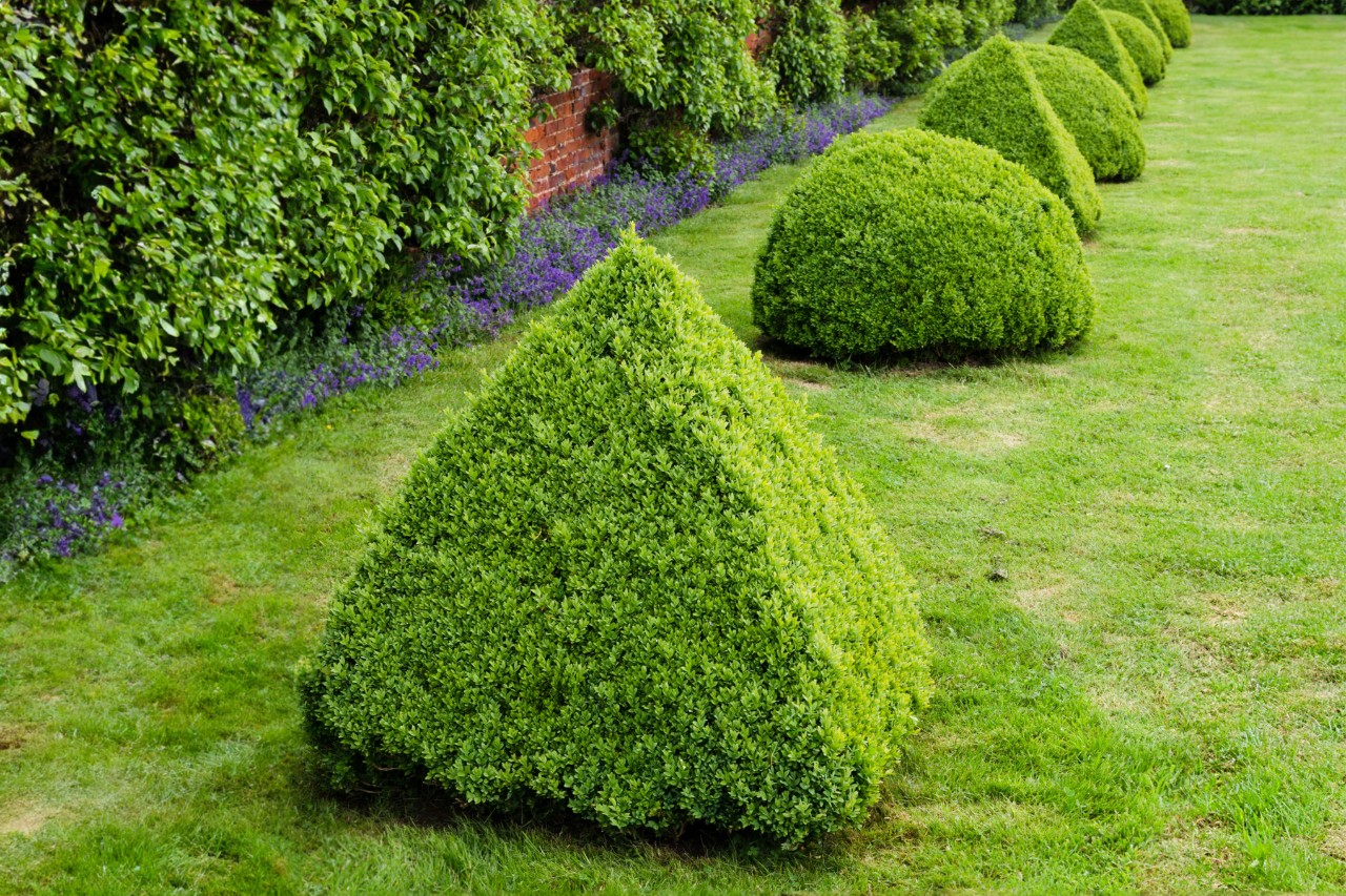 Buchsbaum-Reihe auf einem gepflegten Gartengrundstück, abwechselnd in Pyramiden- und Halbkugelform geschnitten 