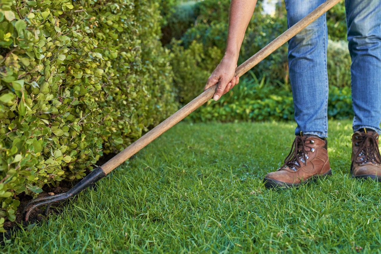 Eine Person lockert mit einem Grubber den Boden rund um die Hecke zum Düngen