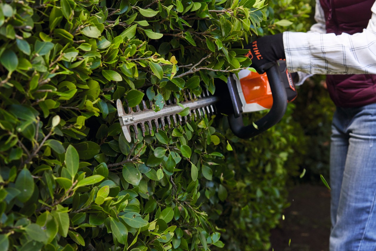Nahaufnahme, wie mit der Akku-Heckenschere eine Kirschlorbeer Hecke geschnitten wird