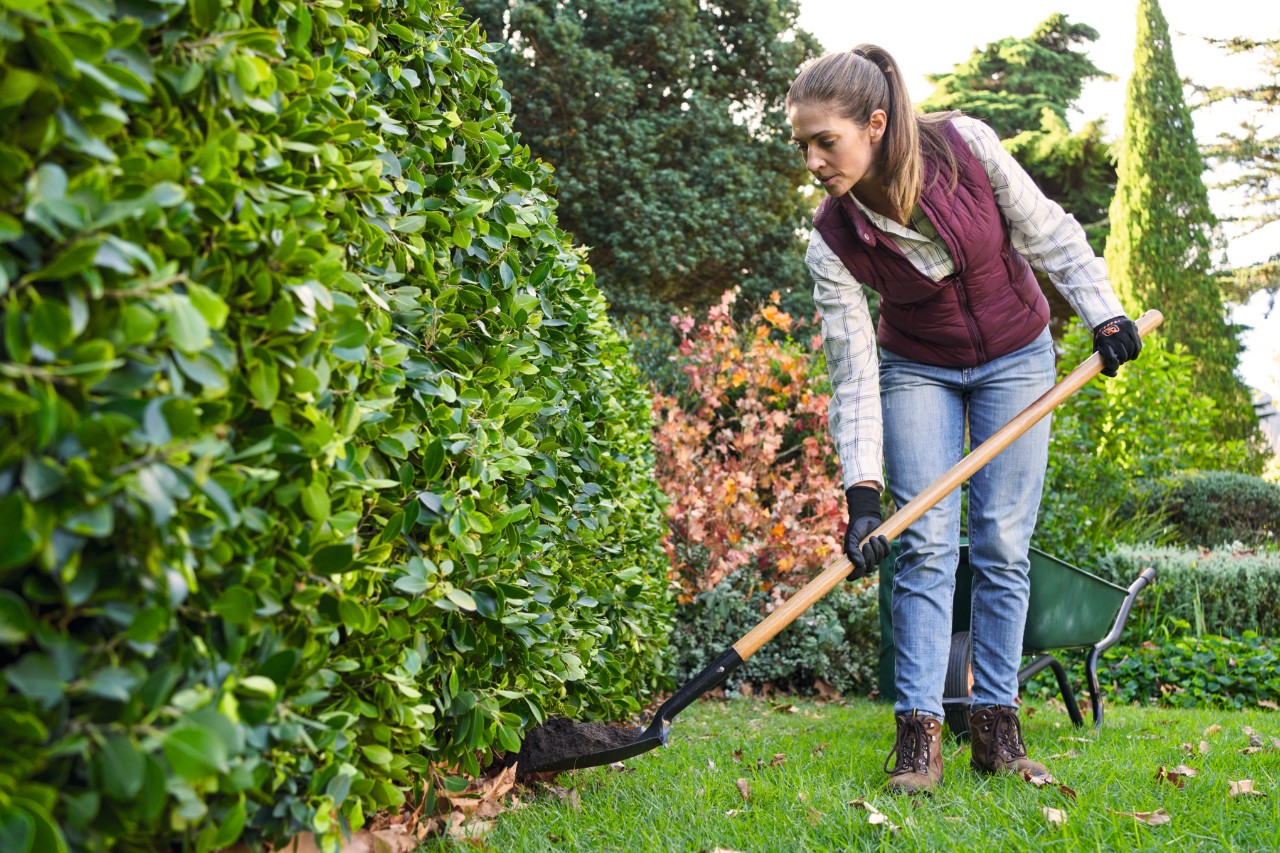 Eine Person düngt mit einer Schaufel die Kirschlorbeerhecke