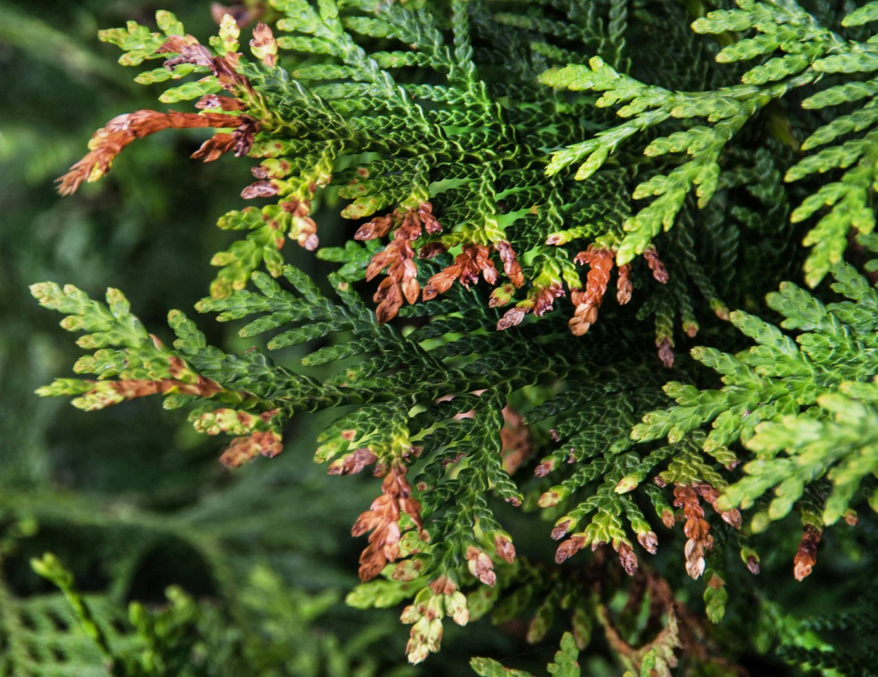 Thuja mit braunen Triebspitzen