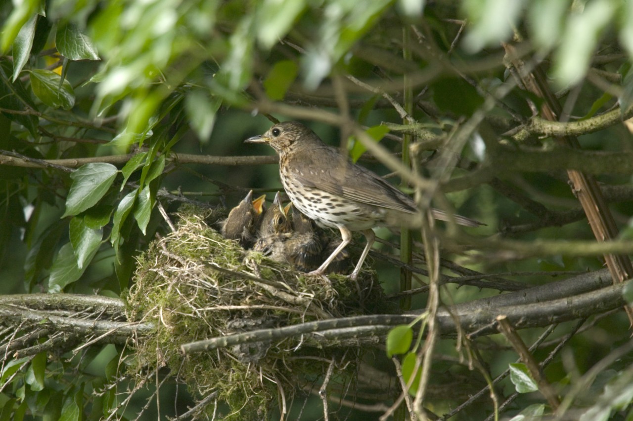 Braungefiederter Singvogel mit Jungen in einem Nest
