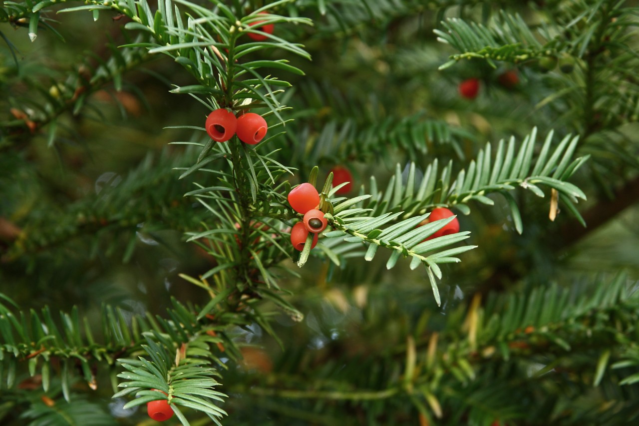Nahaufnahme eines Eibenzweigs mit roten Beeren