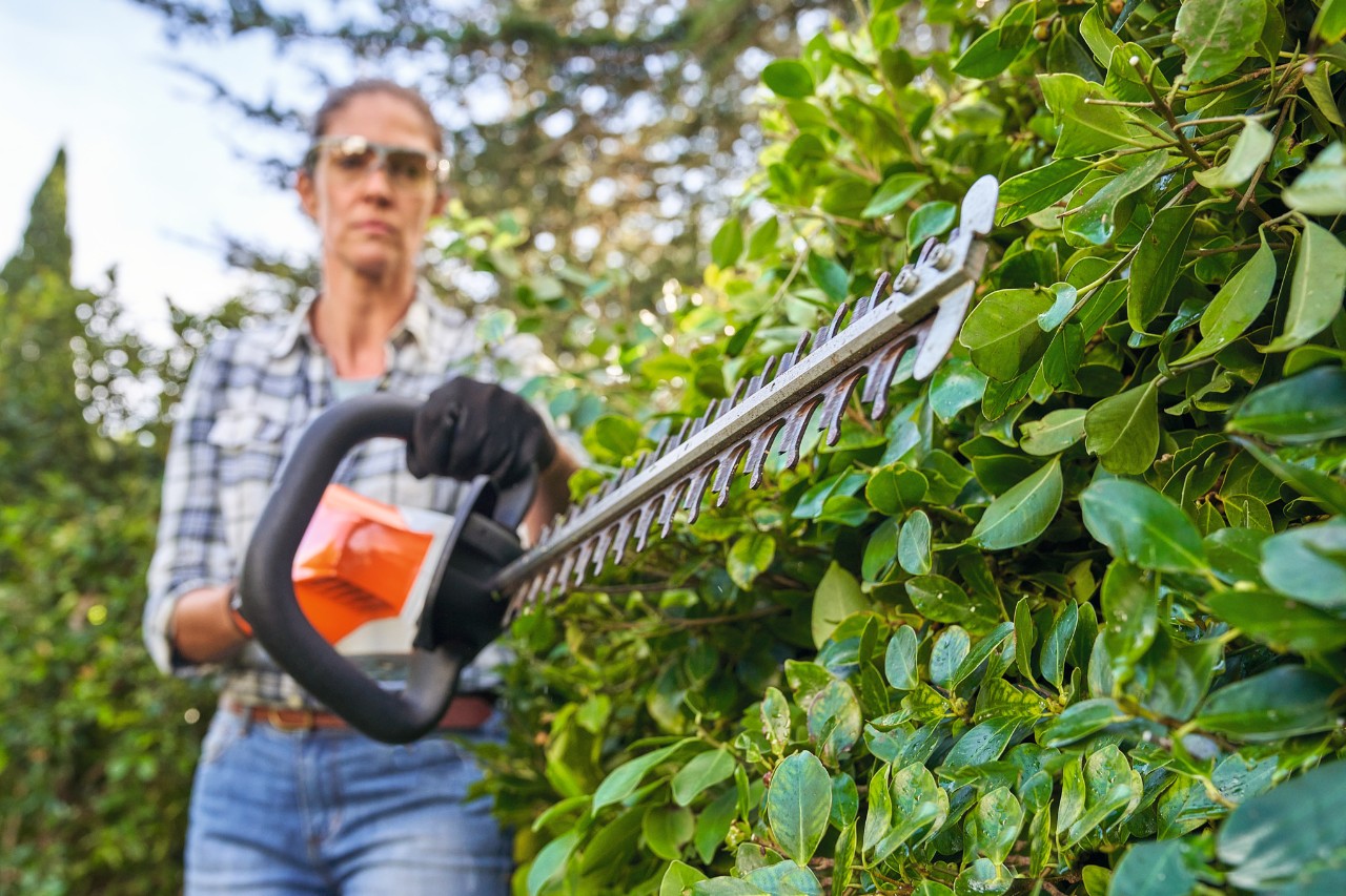 Frau mit Schutzbrille und Handschuhen schneidet mit einem Heckenschneider eine Kirschlorbeerhecke 