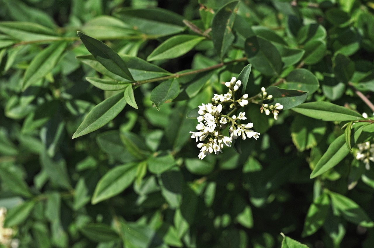 Dicht wachsende Ligusterzweige mit weißen Blüten 