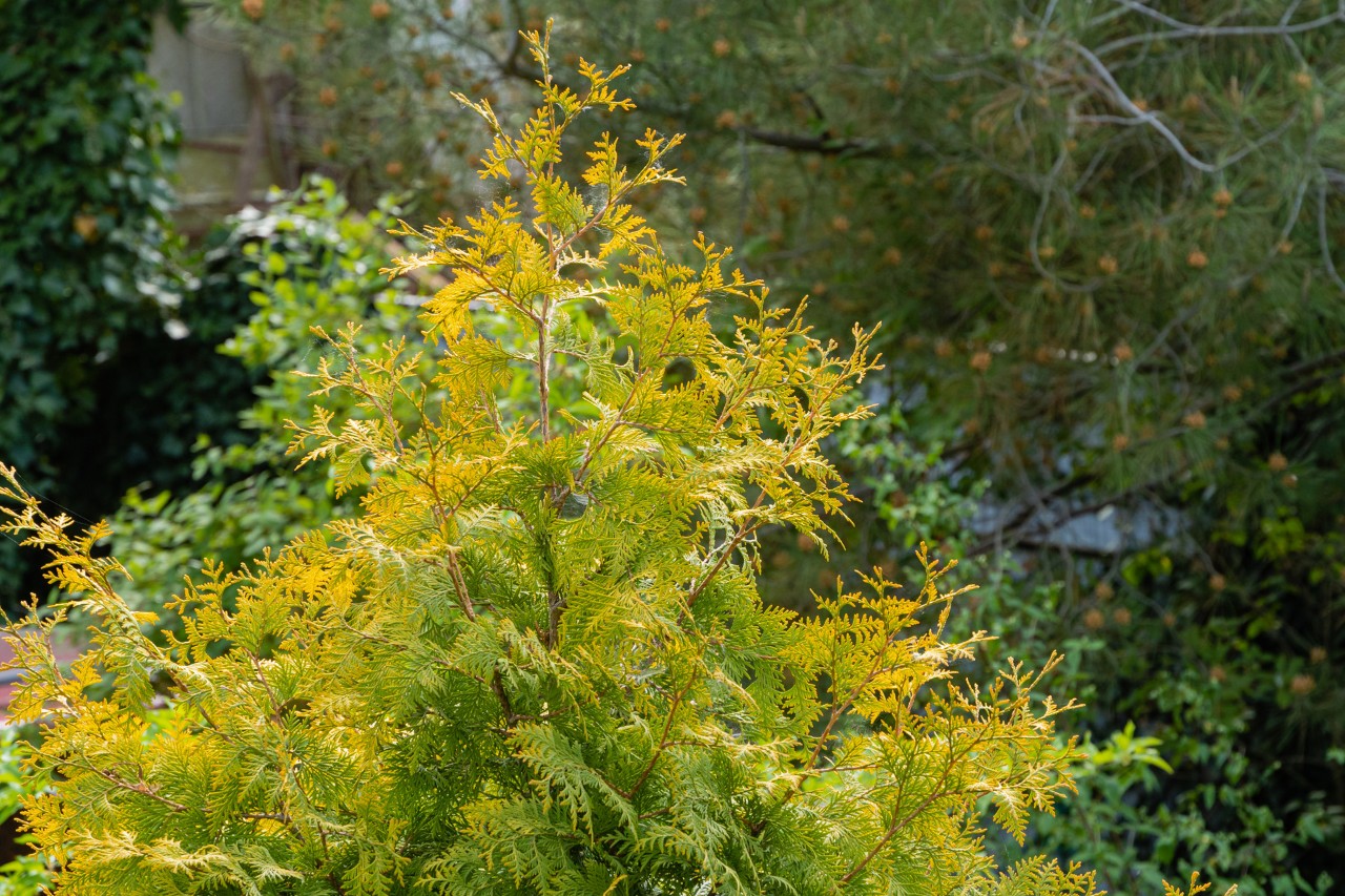 Thuja-Hecke in wintertypisch bronzefarbenem Ton ohne Heckenkrankheit