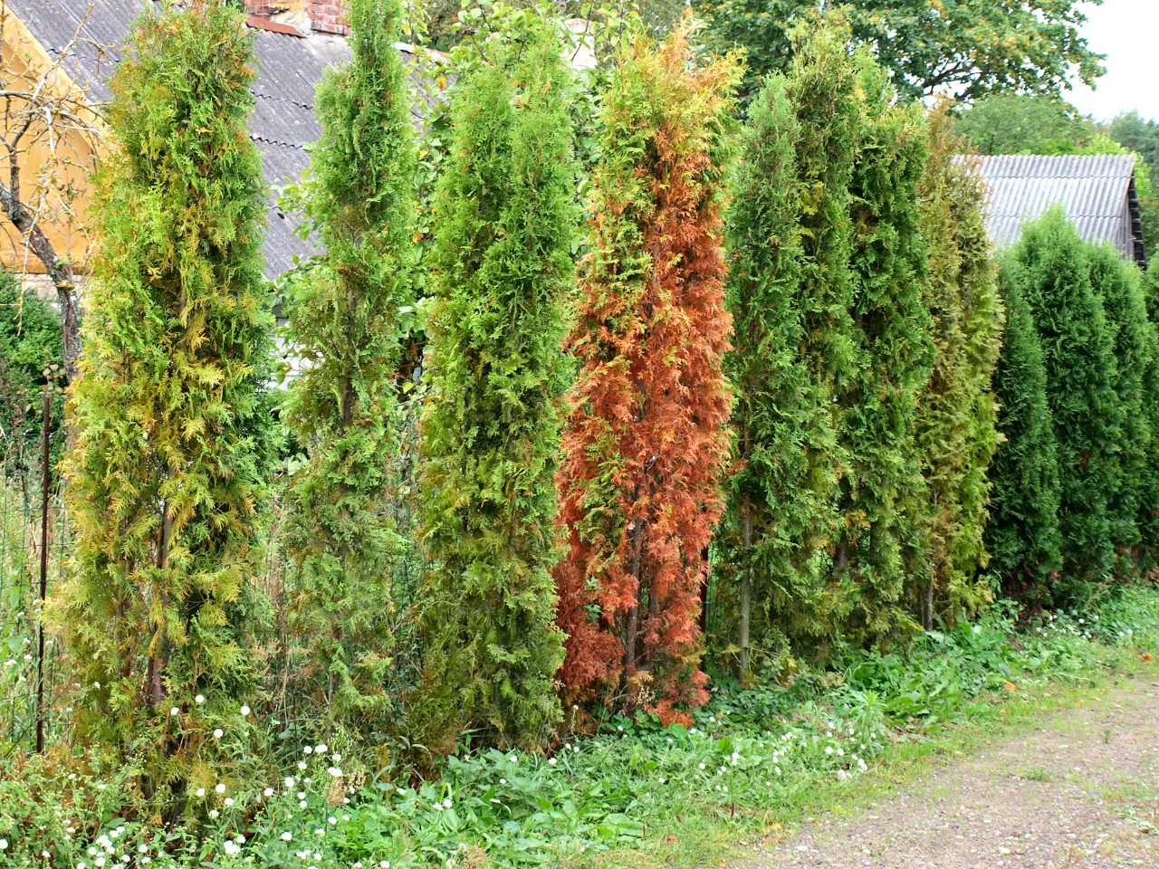 Braune, von Wurzelfäule befallene Hecken