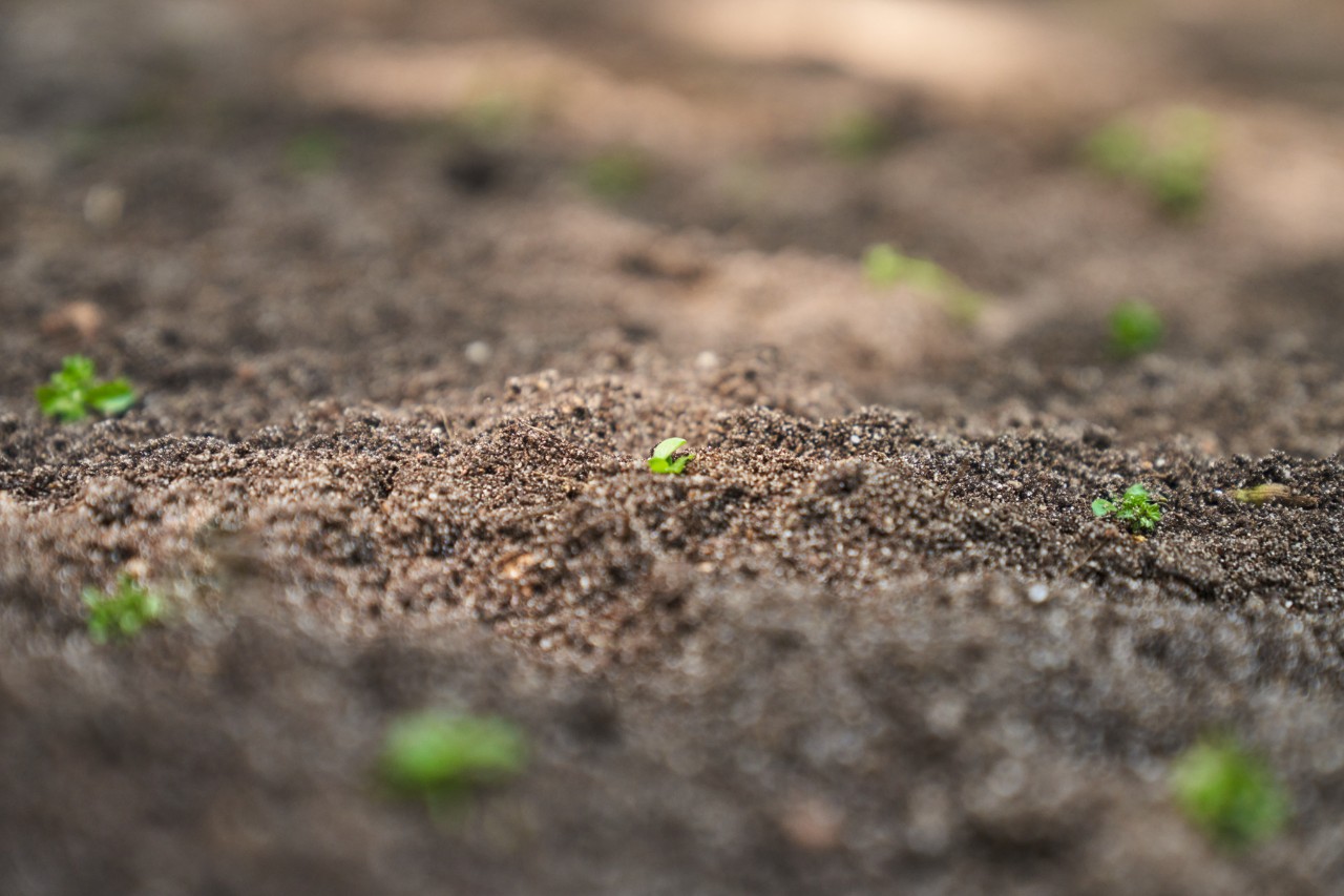 Gartenboden mit auskeimendem Unkraut