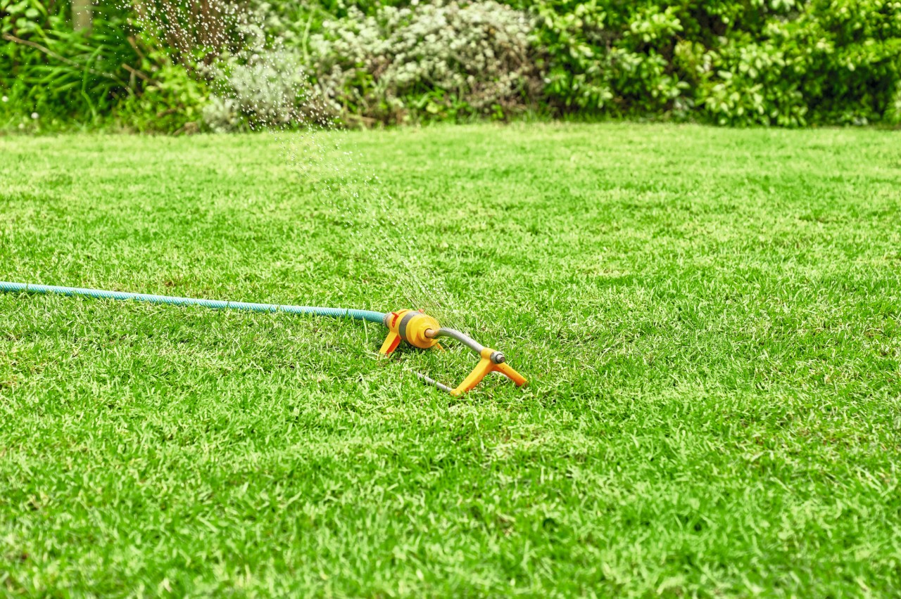 Rasensprenger wässert einen Rasen im Sommer