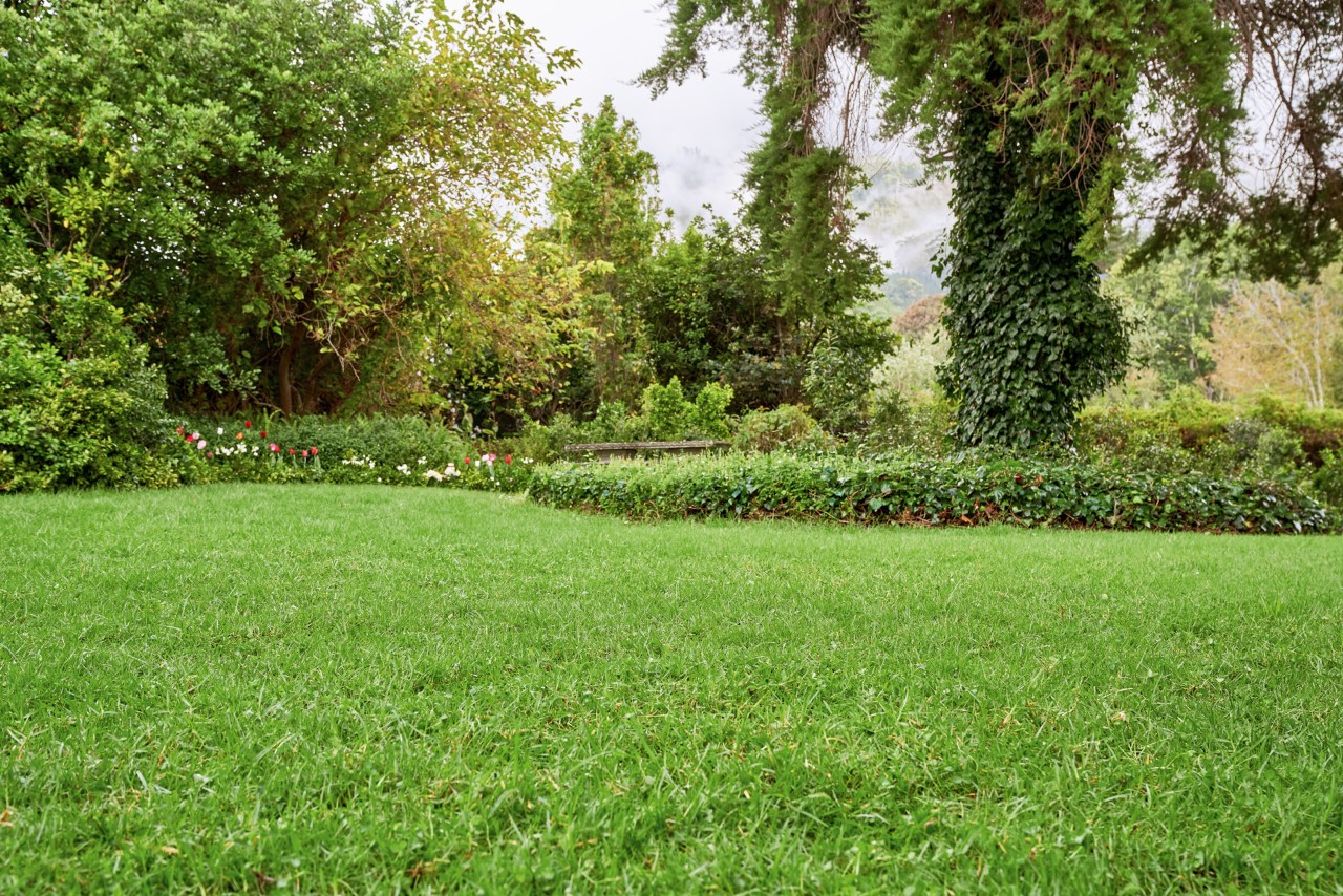 Schöner, großer Garten mit einem gepflegten, saftig grünen Rasen