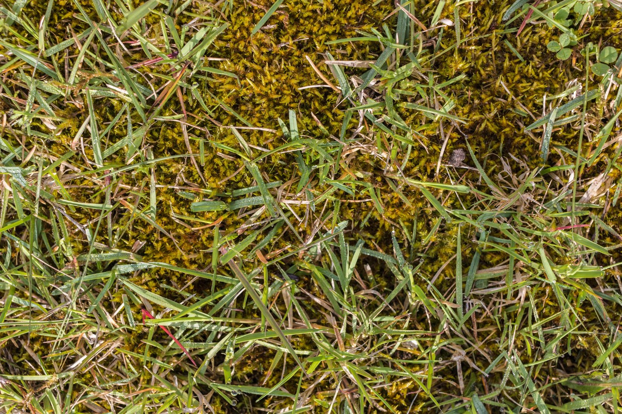 Rasen mit Moos zwischen den Halmen