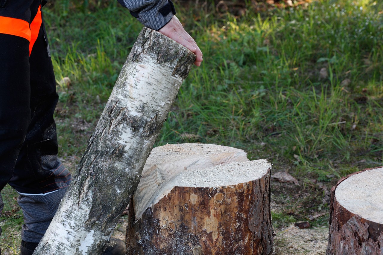 Um Kerzen aus Holz selber zu machen, wird ein Baumabschnitt in Baumstumpf mit V-Kerbe vor Wegrollen gesichert 