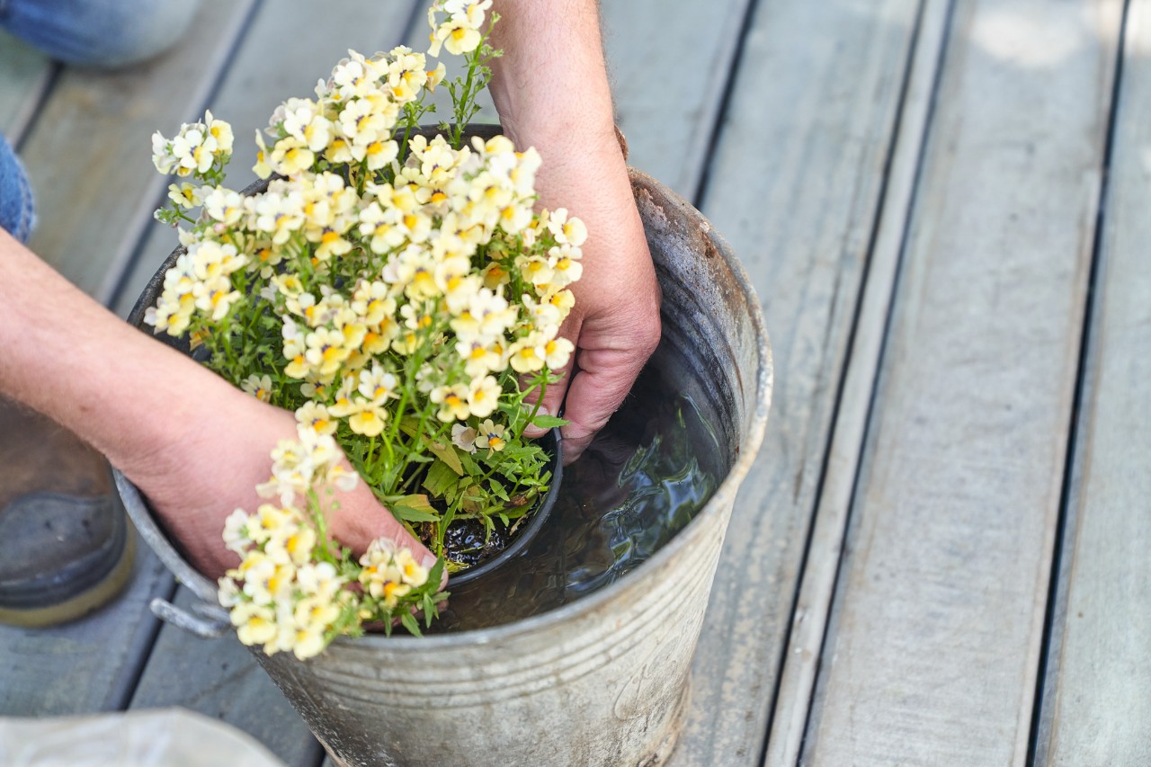 Kleine Pflanze mit gelb-weißen Blüten wird in Eimer Wasser getaucht, um sie in ein Pflanzenregal einzusetzen