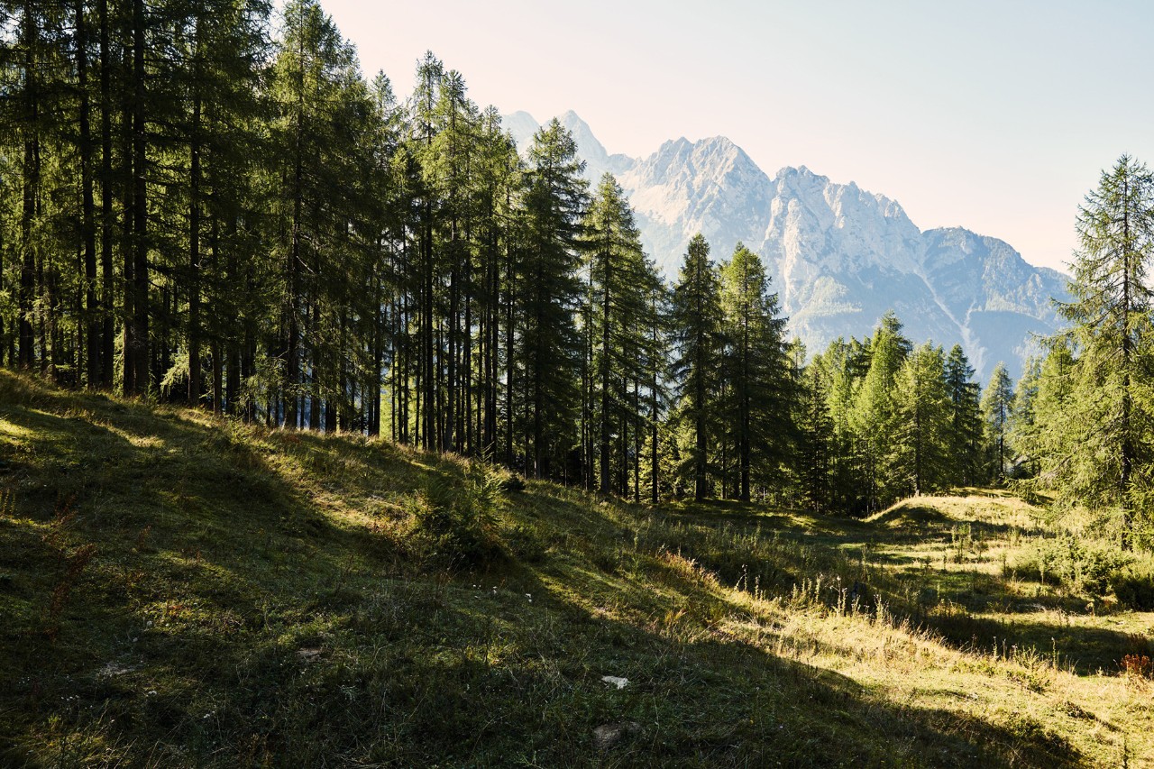 Landschaft aus Wald und Bergen